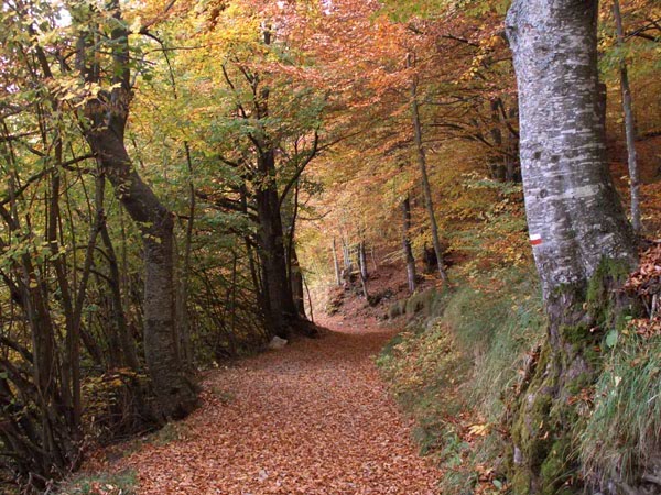 AUTUNNO IN ALTA VAL BORBERA.jpg